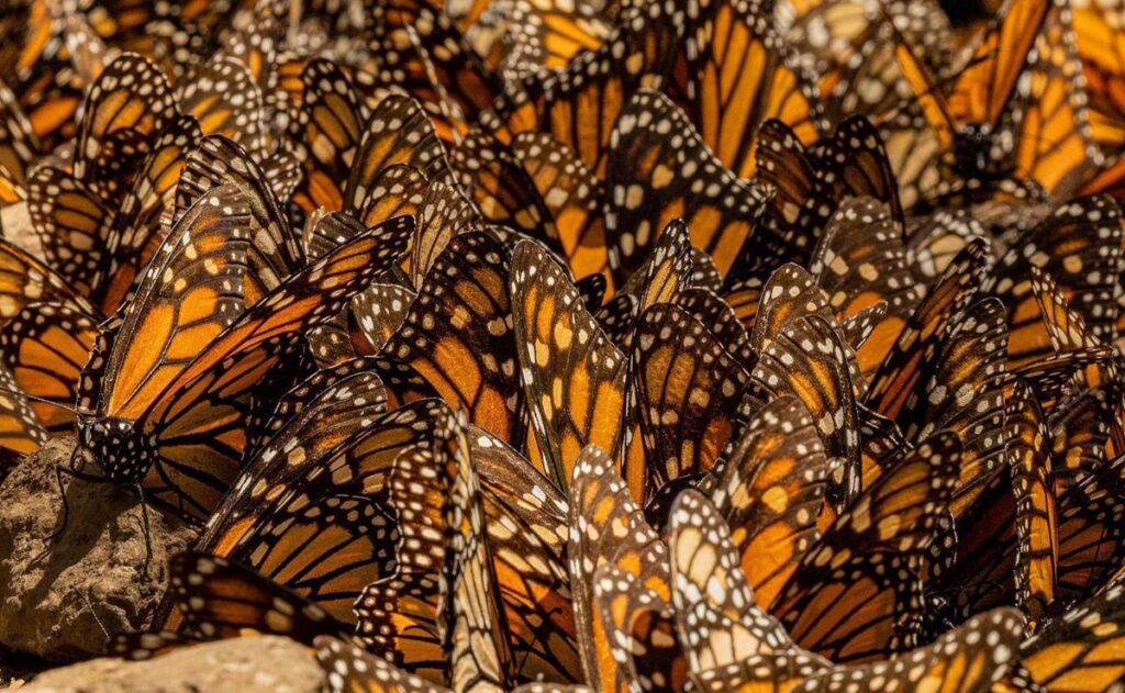 e945af092a404df49337ce491f5f2bb6