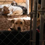 35121af1f75a452fa7896f7403fb7513