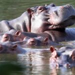 415529a0a7454df4bd4d4a4ecba545b0