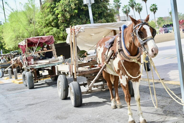 43492dd539fe4f278e7592b7b0d66c53