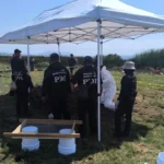 56f985f9ec9545ef871d01d7a23220c2