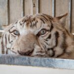 bc5b1d468de84647a7d734d160fbe853