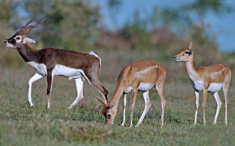 fae14533a4d74037836700caa44ef97c